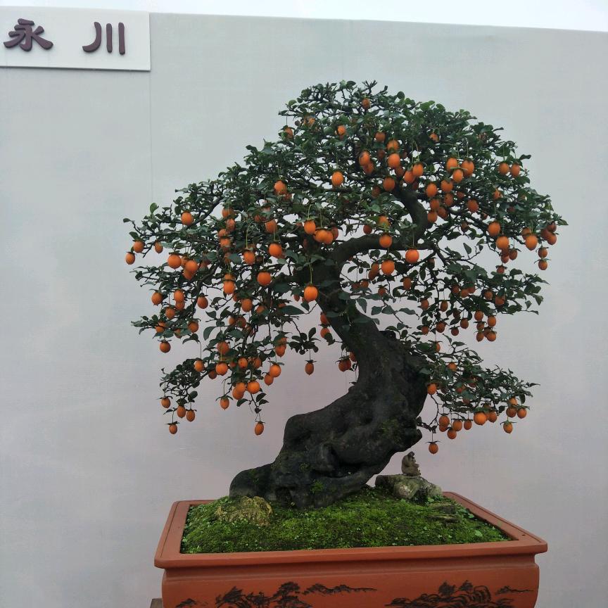 琼姐，(拒绝私聊〉