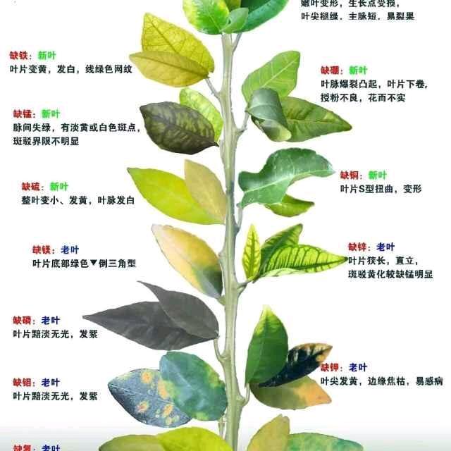 海拉维肥料工厂