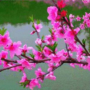 崔衍芳