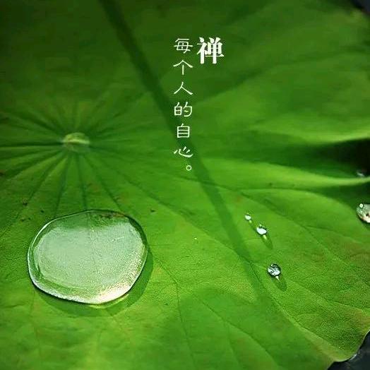 拉登不是我杀得