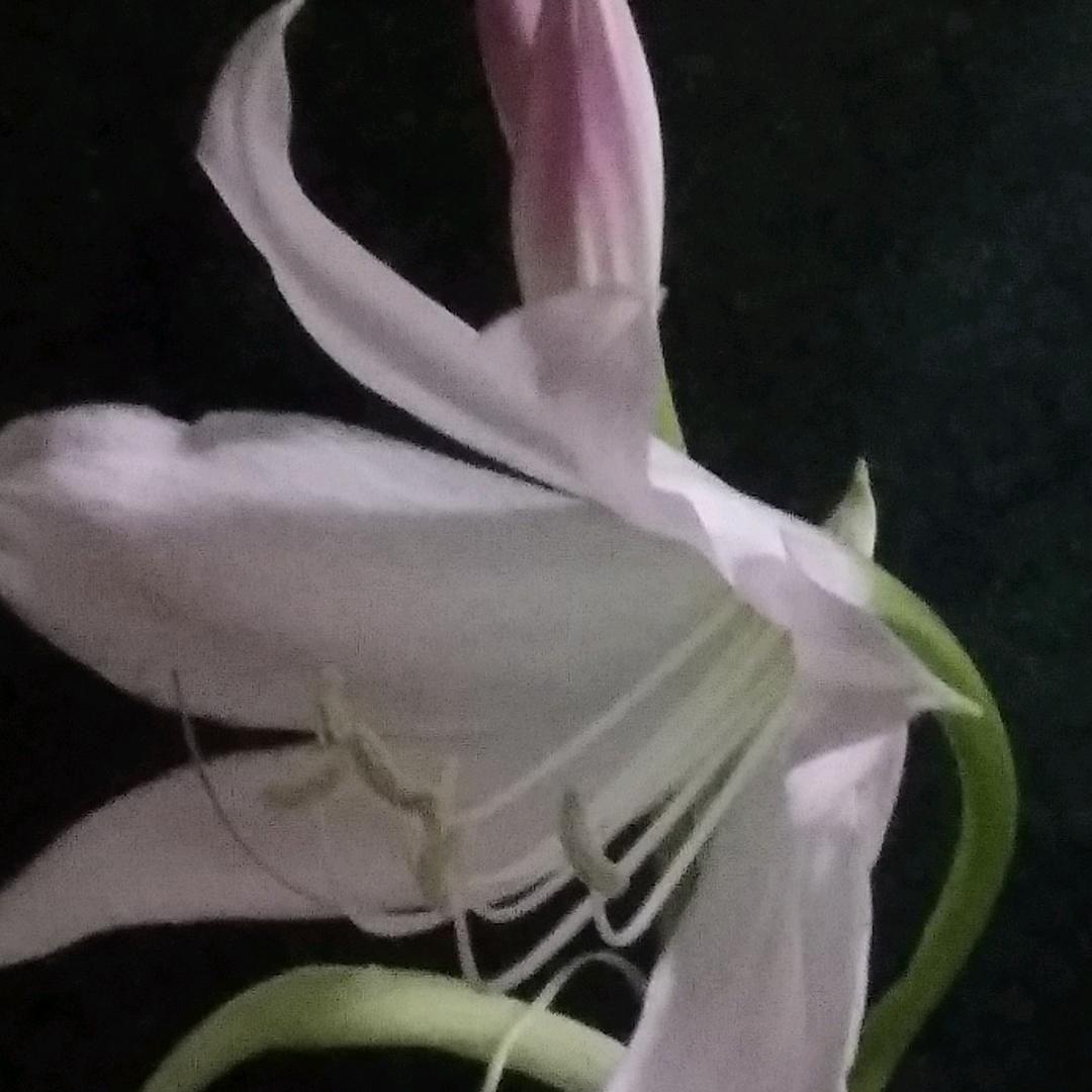 我是孤独的燕子