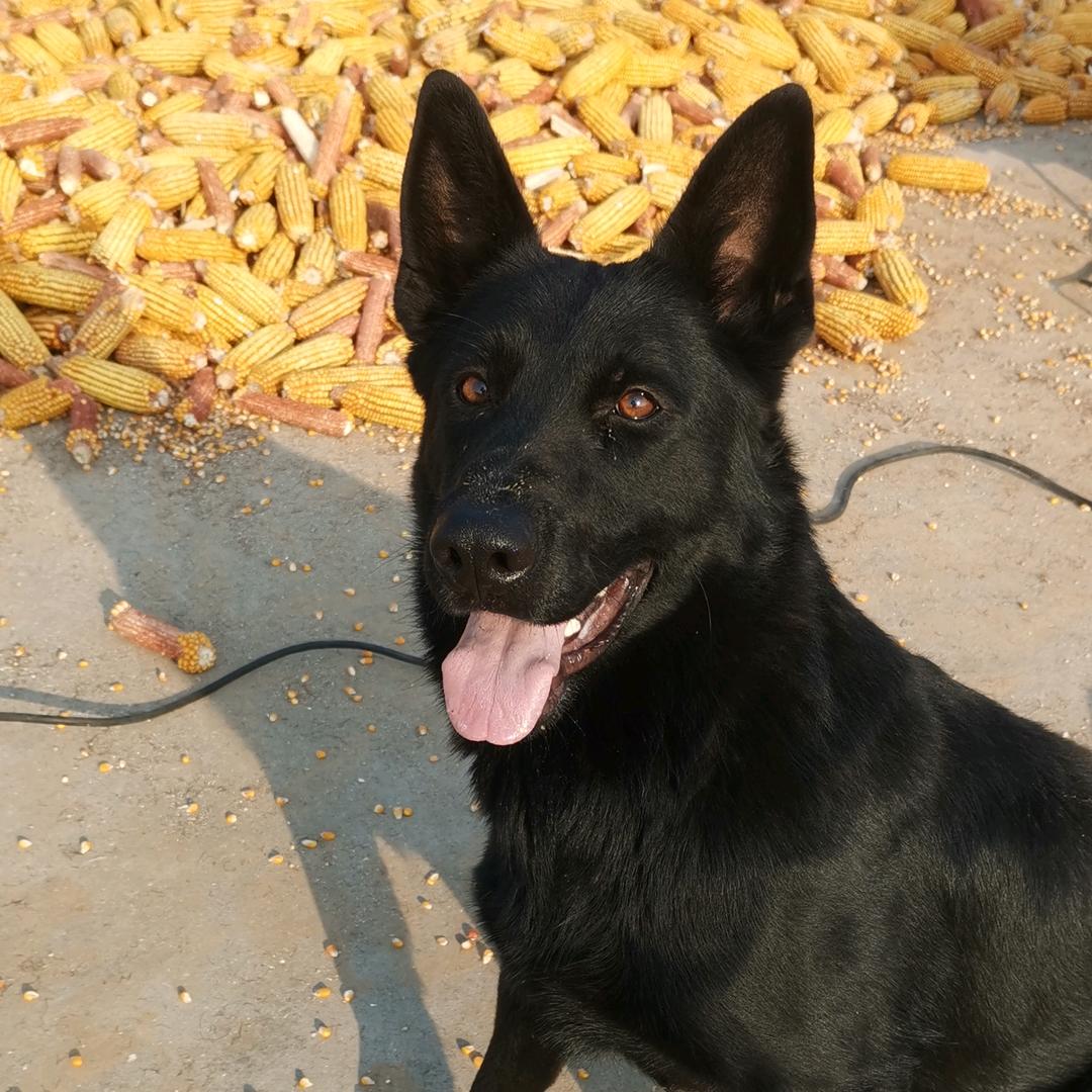 磁县东德爱好者