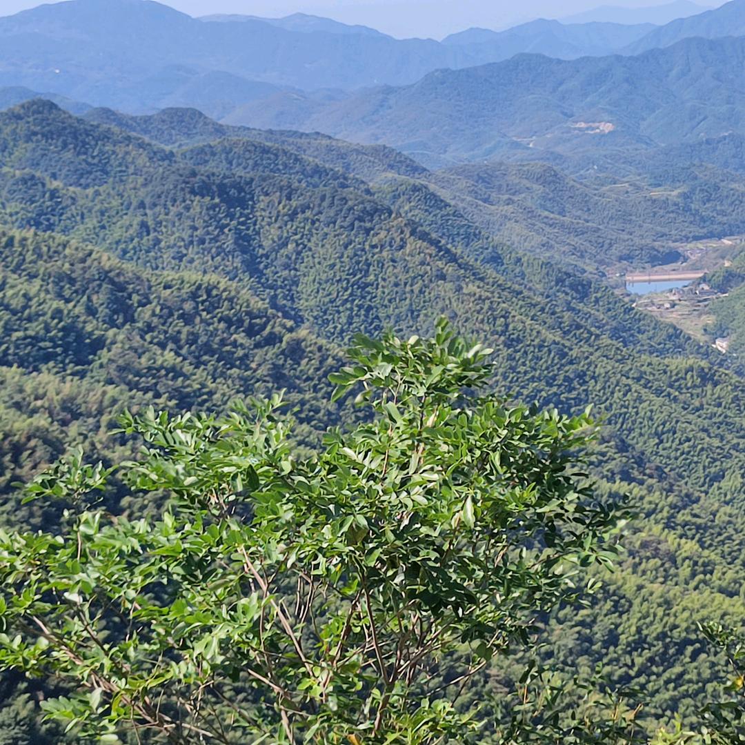 毛毛