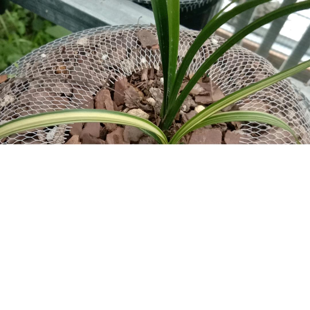 兰花胖哥