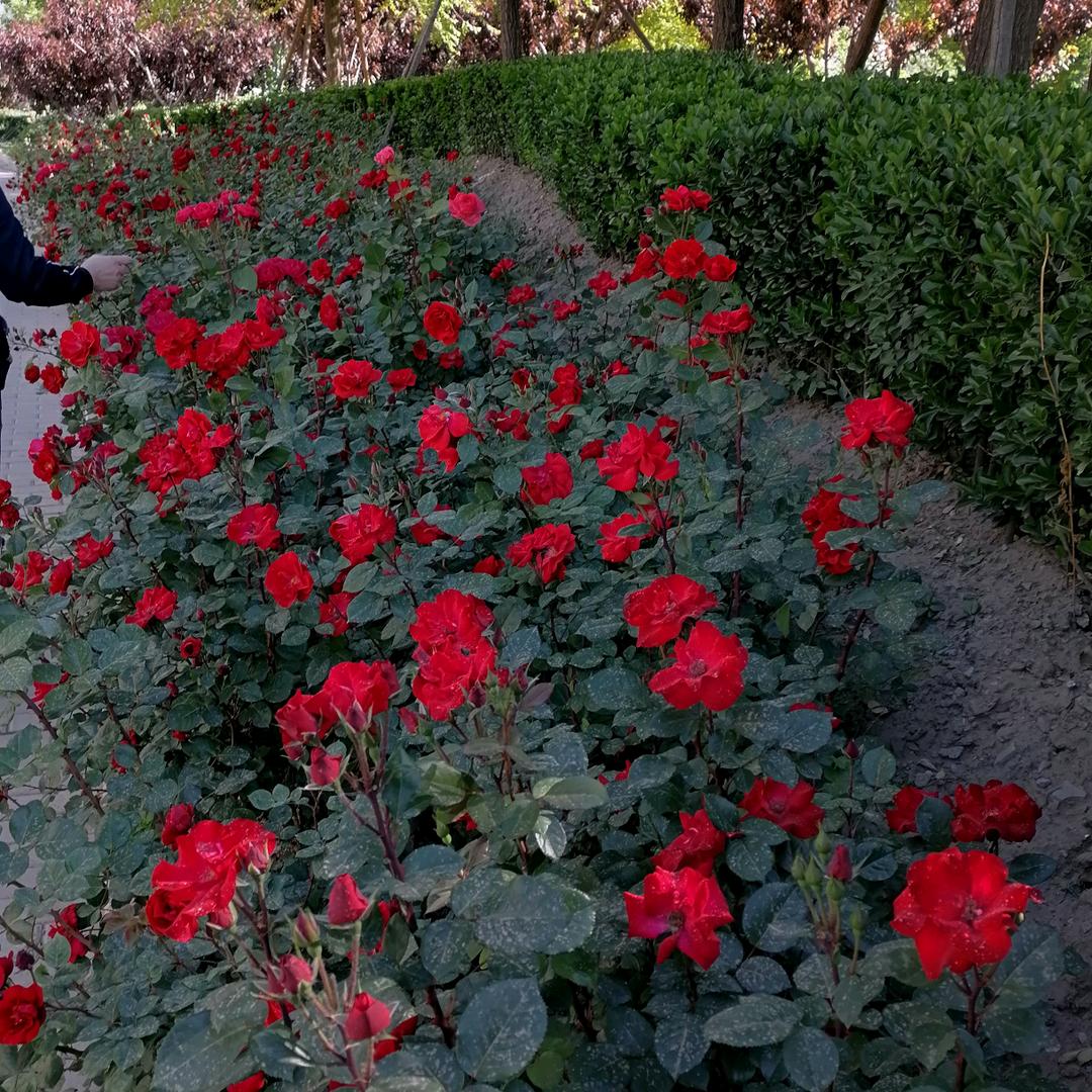 一帆风顺〈ywZ）