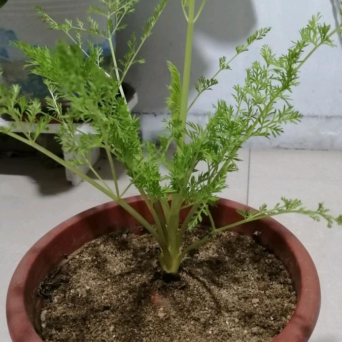 毛小毛