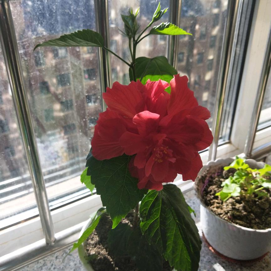 掌上明珠高端整装马姐