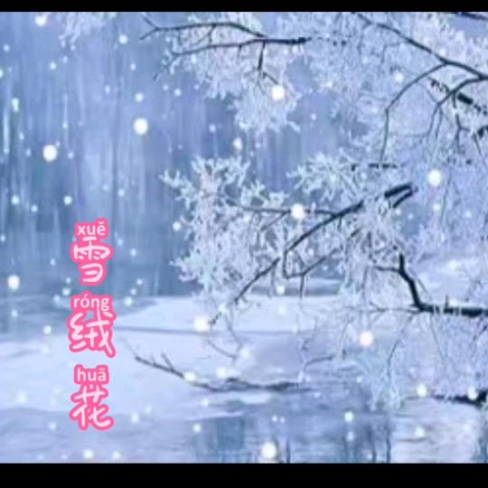 雪绒花