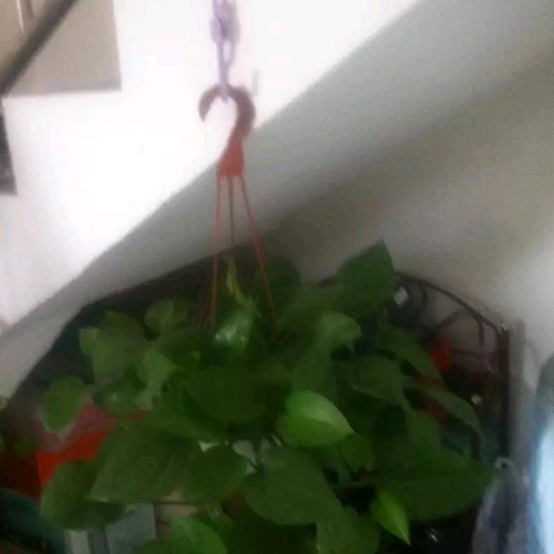 小木耳