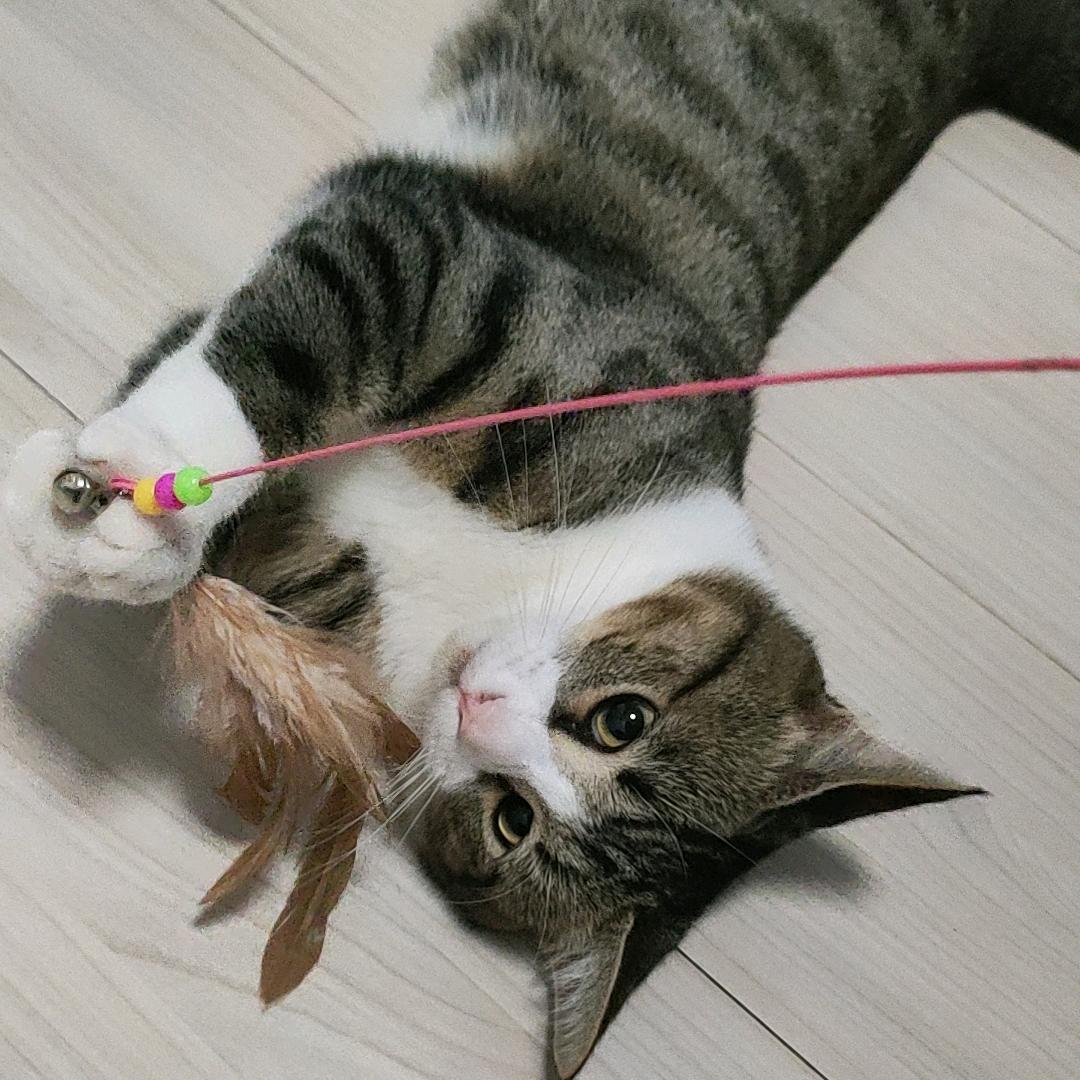 @元宝是只喵～