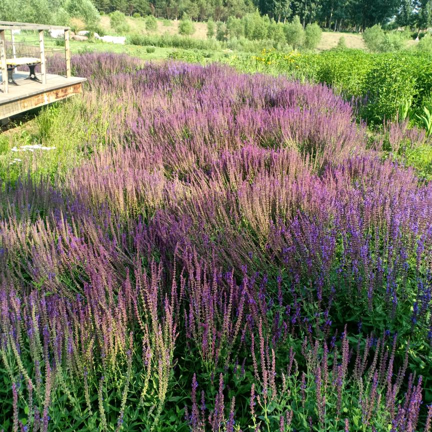 Cappuccino卡布奇诺