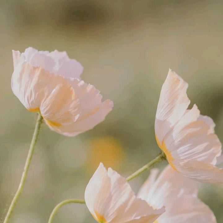 柠檬蜂蜜1234