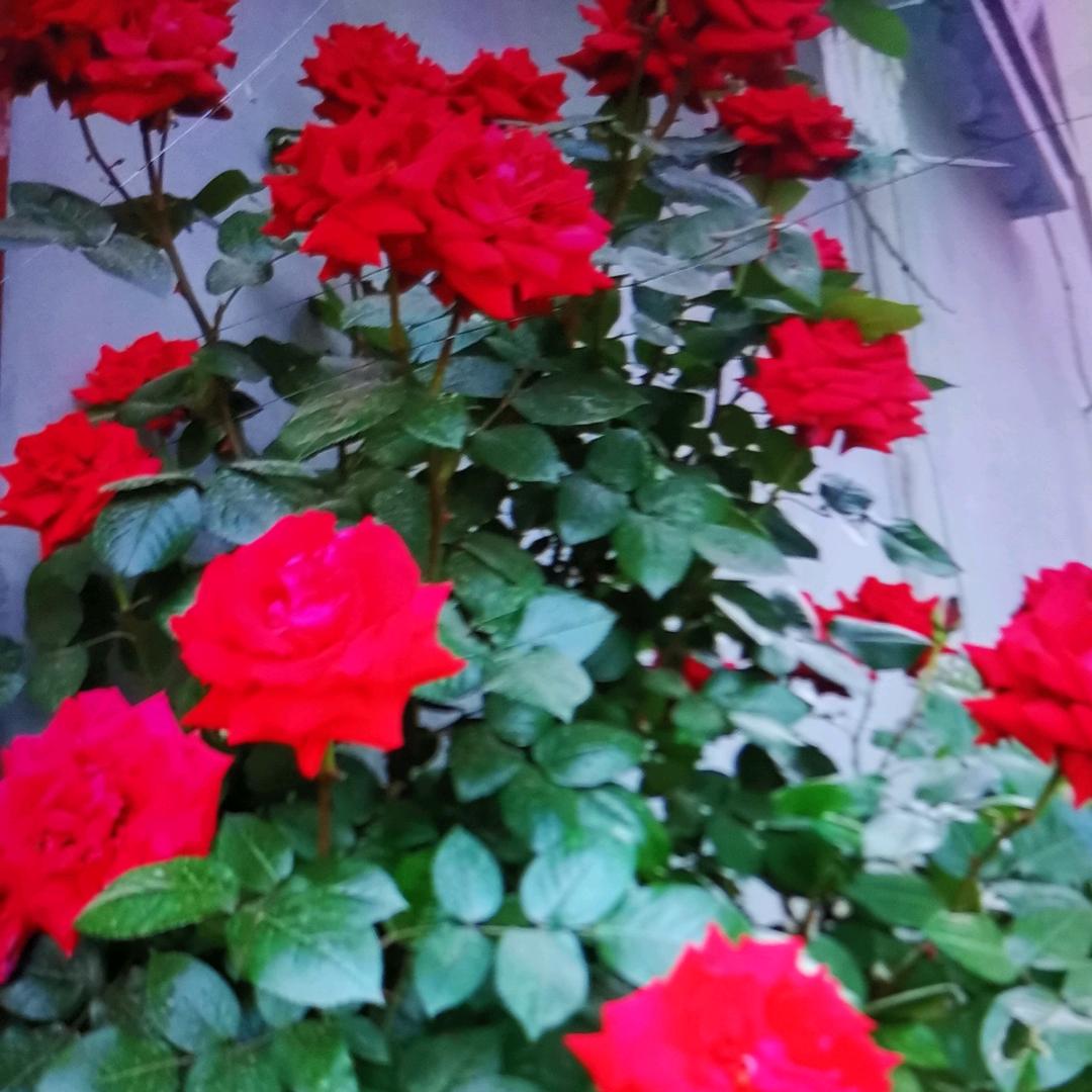 花丽6开富喔喔奶糖贵