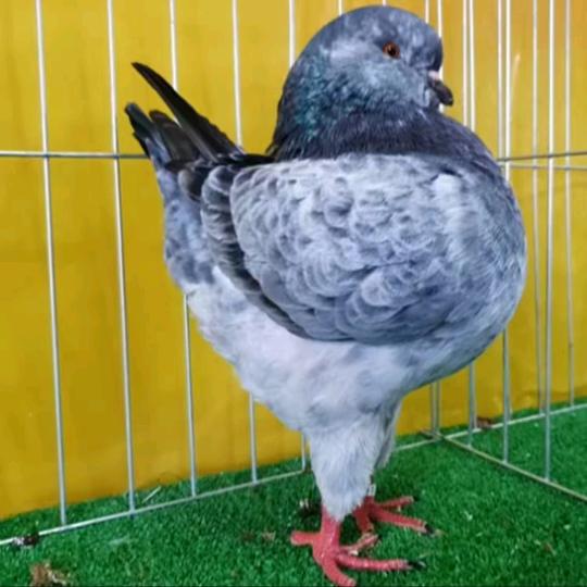 @秋月鸽子与生活