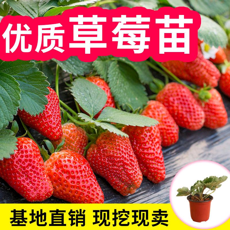 草莓果苗