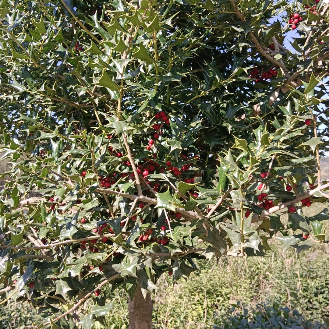 胡玉虎