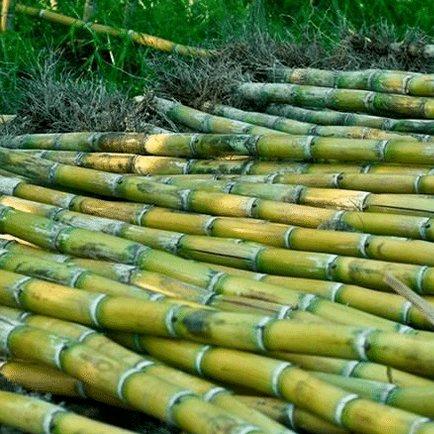 两英细弟甘蔗汁