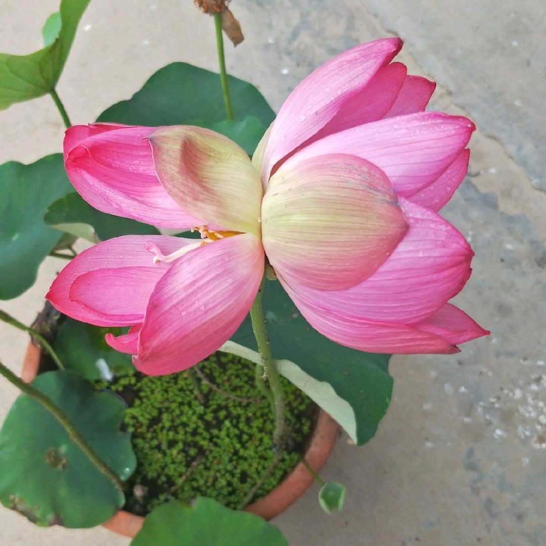 宝应农家花园园艺场