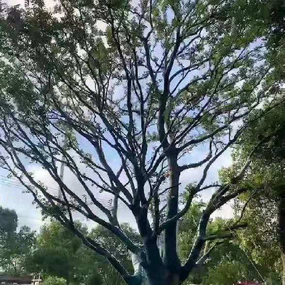 橙心❤如意