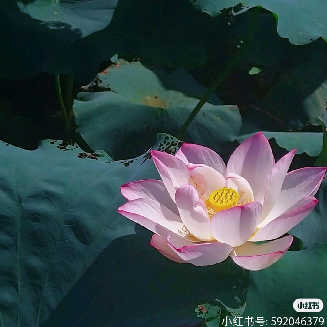 多宝家