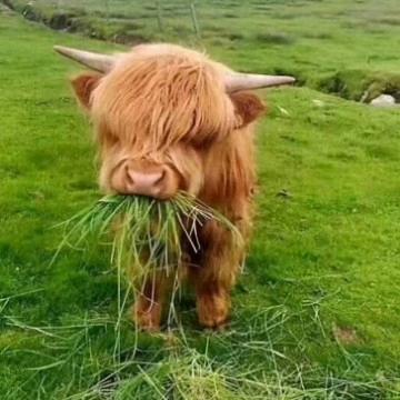 百分之百的喜欢