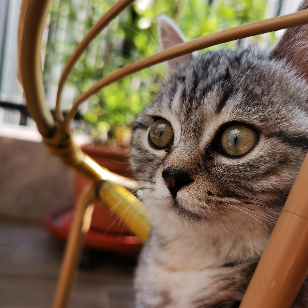小猫玩具城