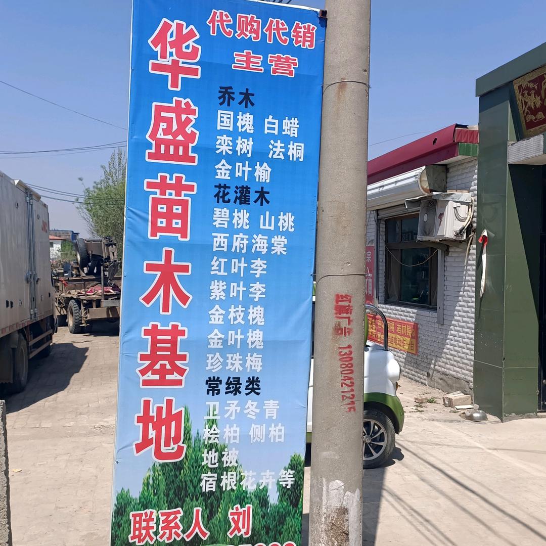 1588华盛苗木基地金牌苗木人