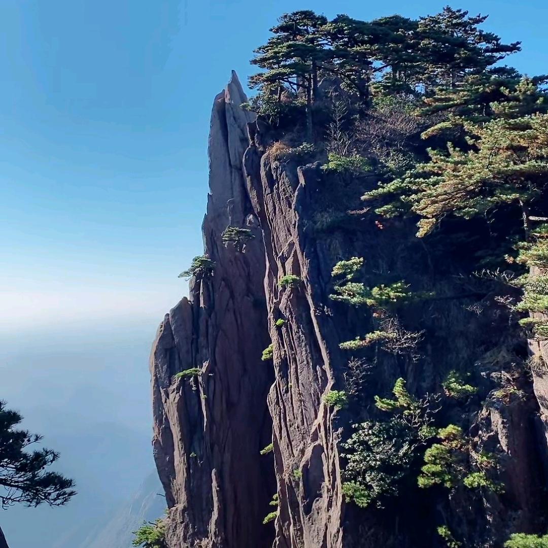 玉兰