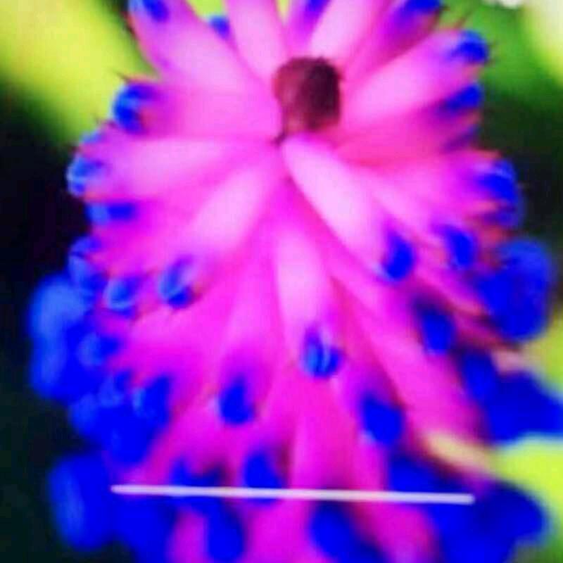 生命