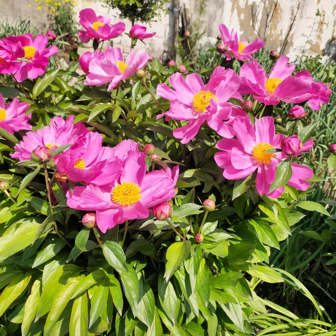 老满，中华鲟养殖户