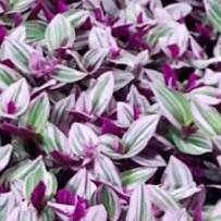 千百次回蓦一笑