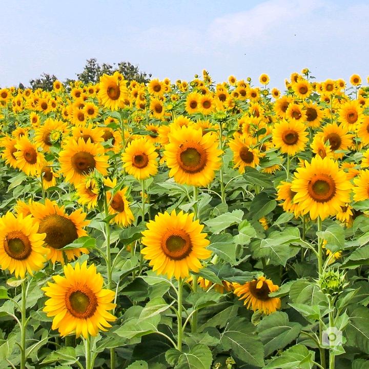 薄荷凉了夏