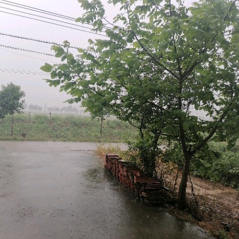 情为何物