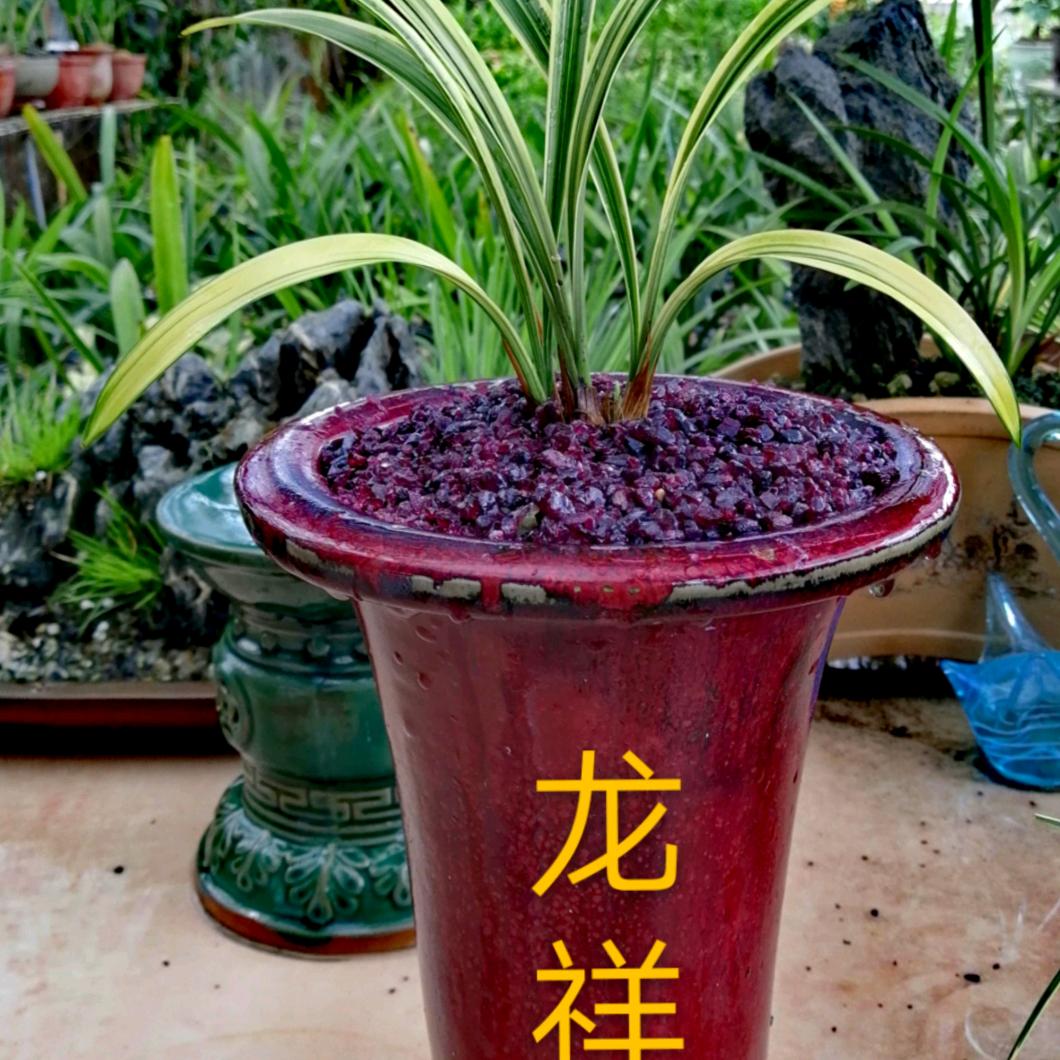 鹏城明哥