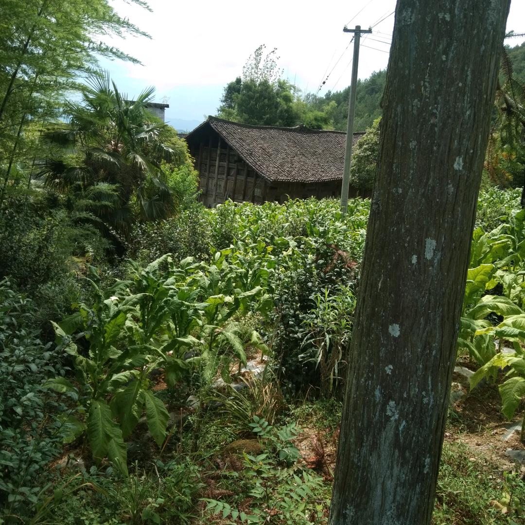 小王哥