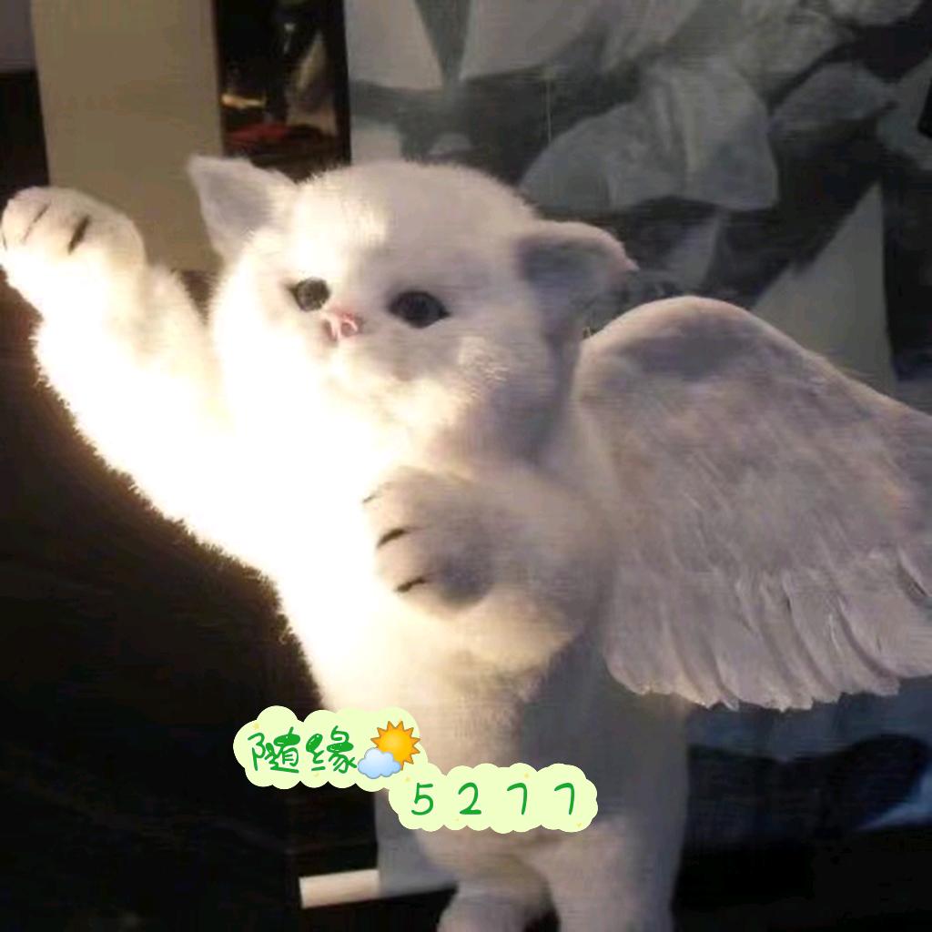 随缘