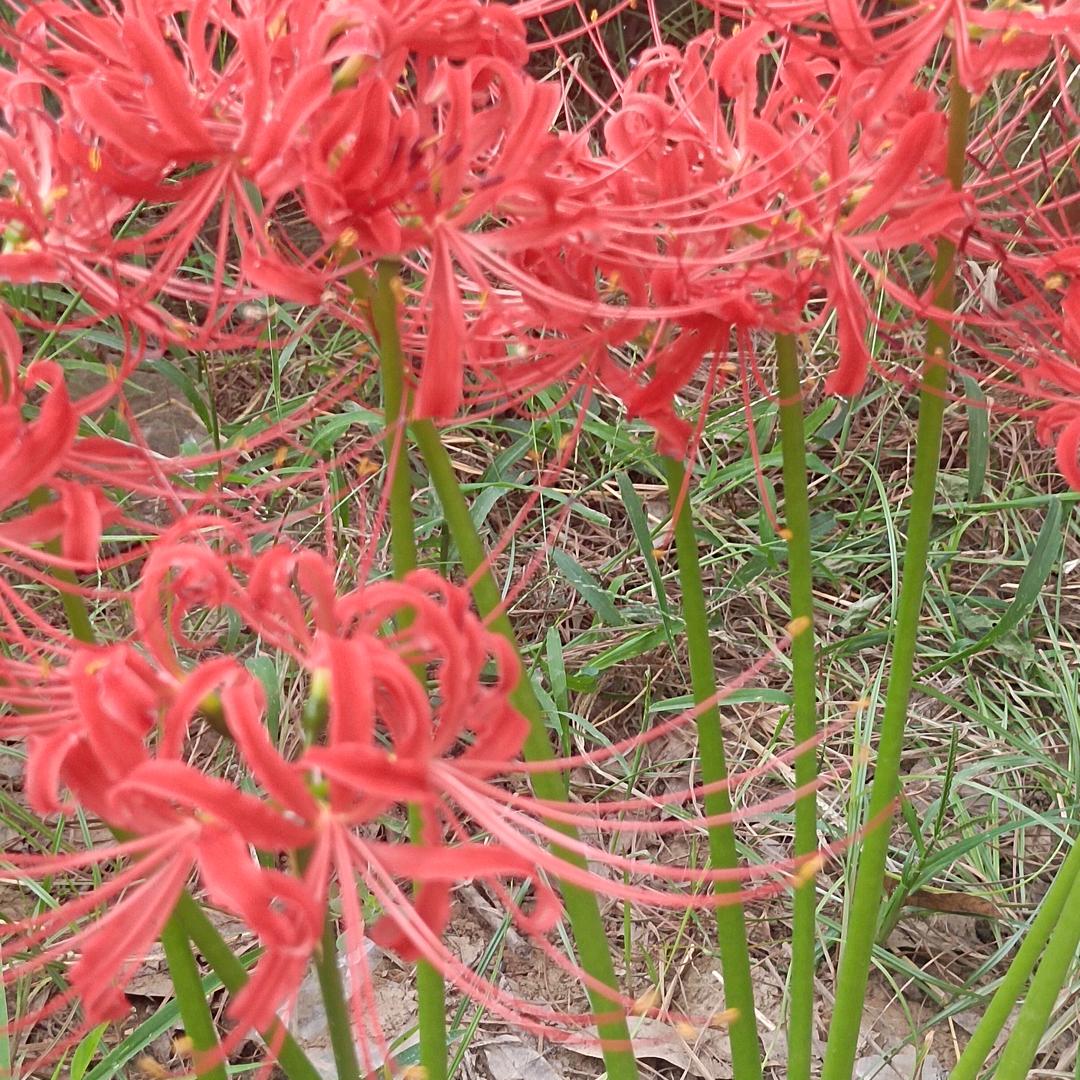 北柠陌寒