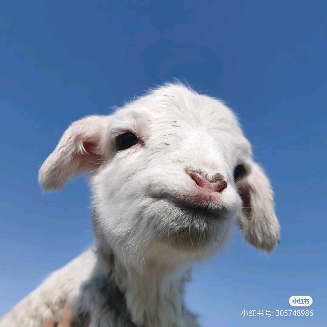 z,