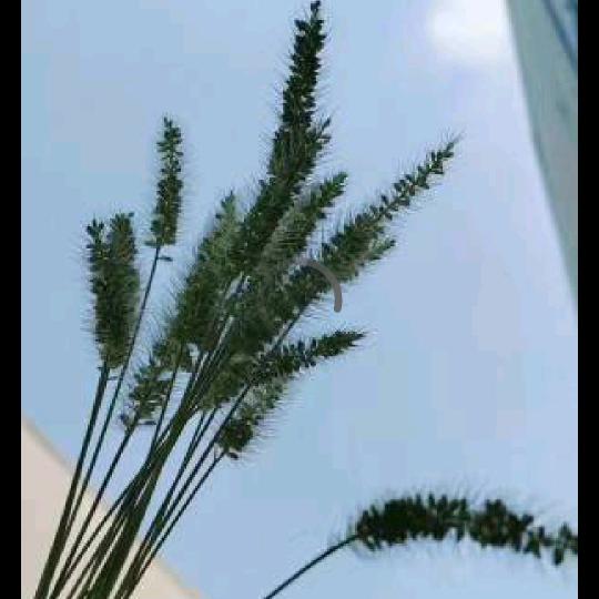 行云