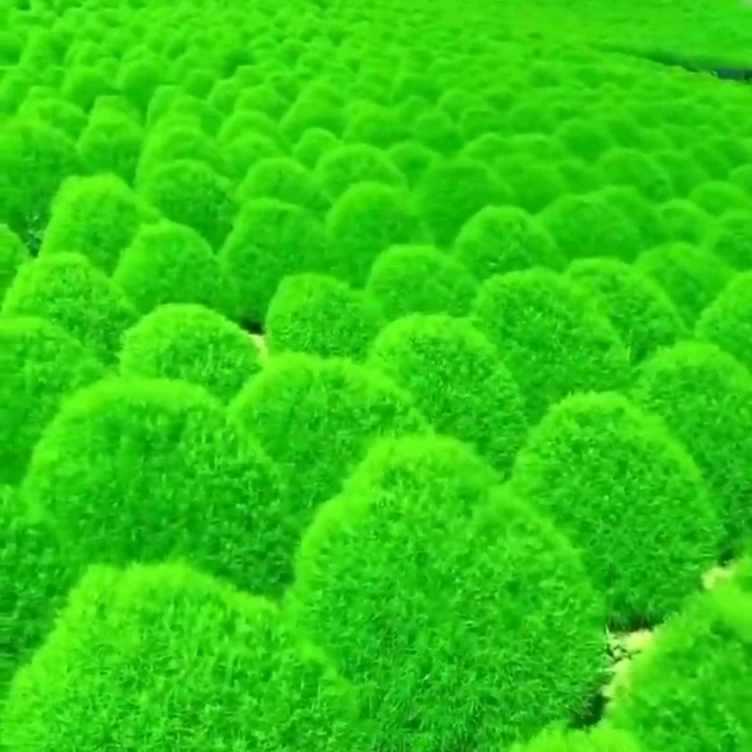 怎么高兴怎么活