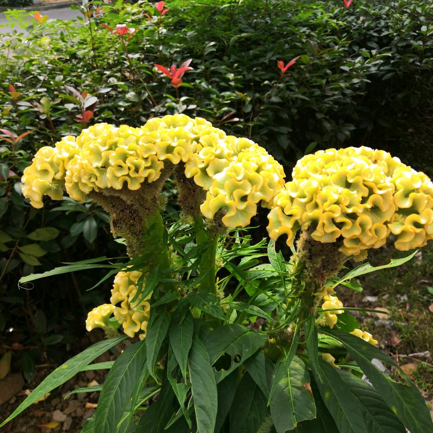 随心远行
