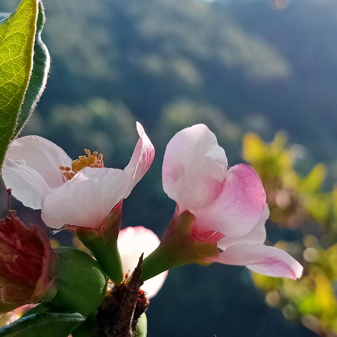 海琴做菜
