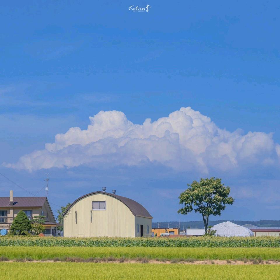 柘橘