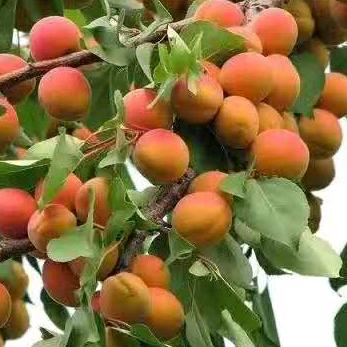 小赵(拒绝私聊)