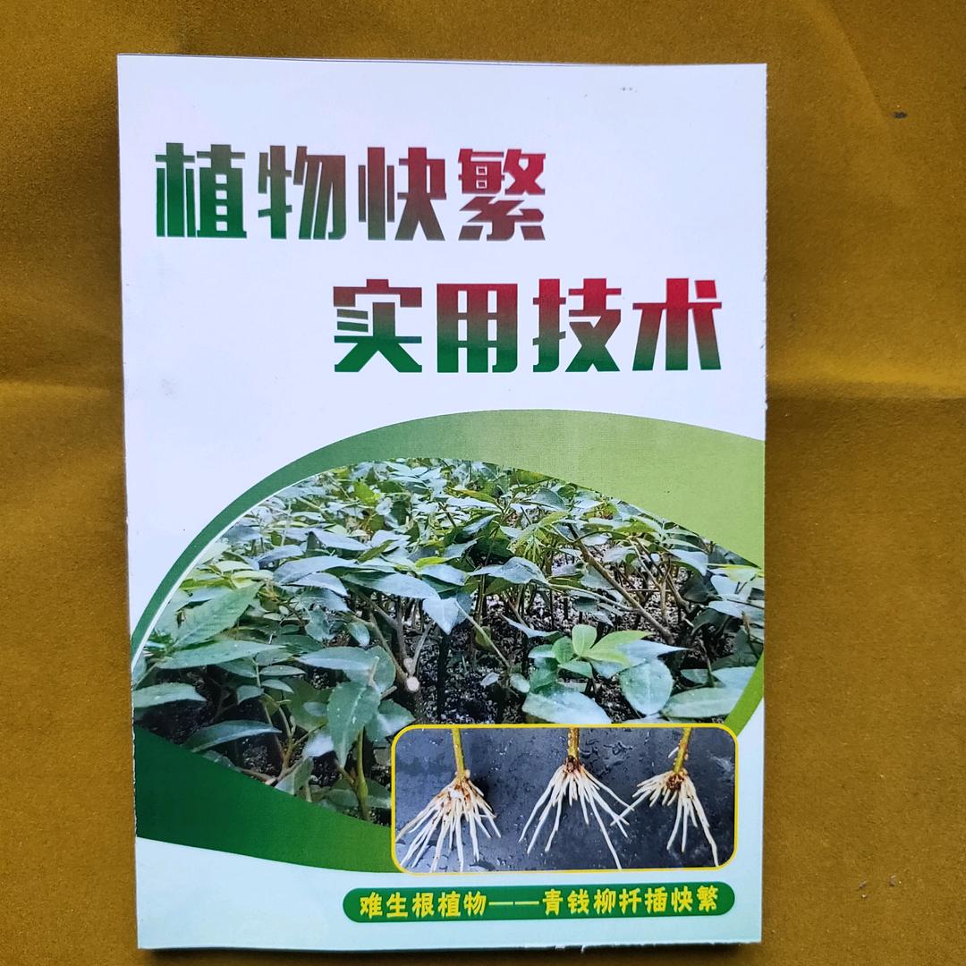 植物快繁~会哥