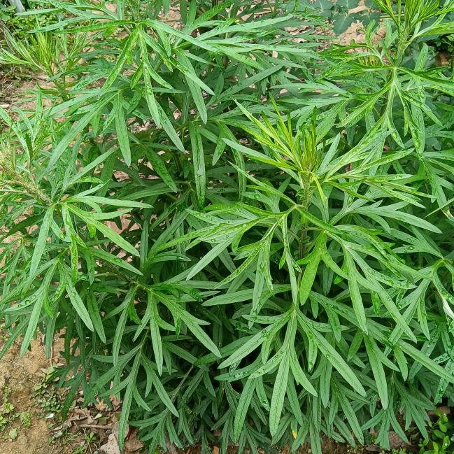 @赤脚青草药根