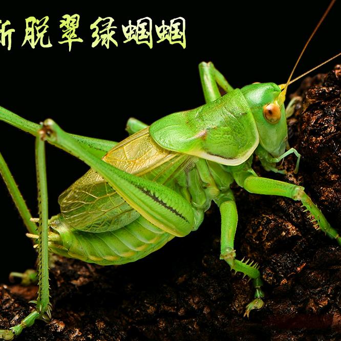 鸣雅阁蝈蝈分房