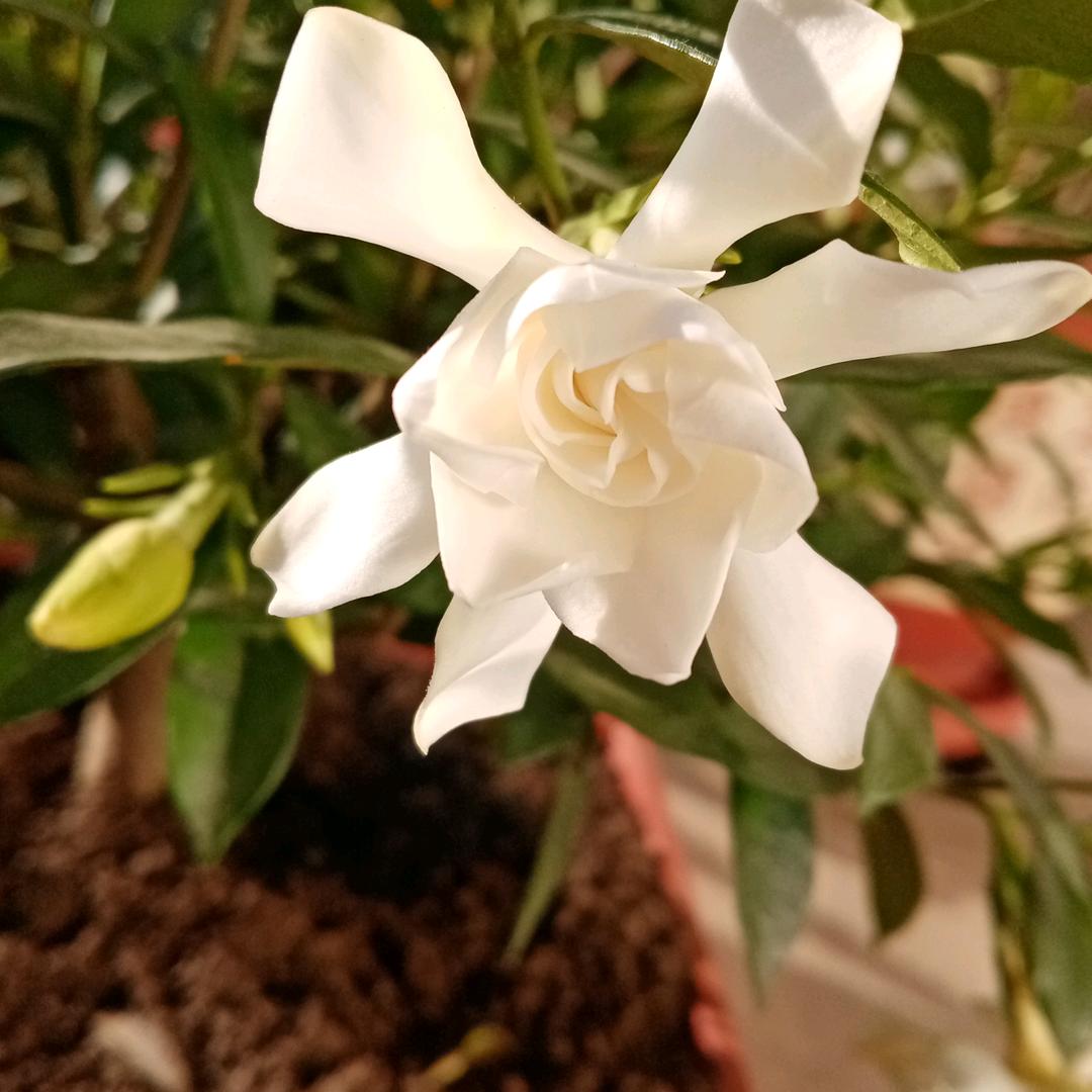 万事如意高玉平