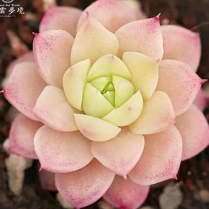 潮花园艺