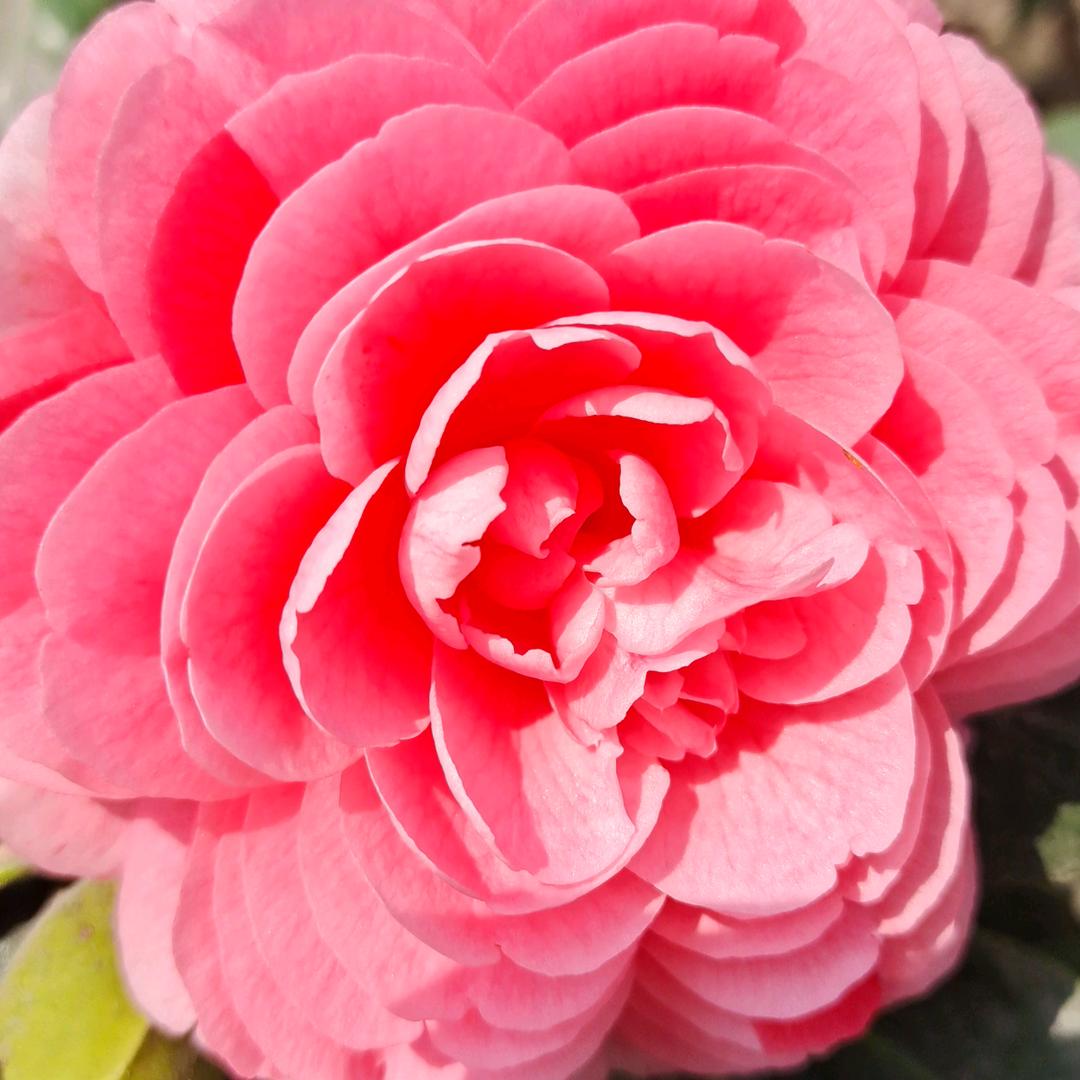 💕微笑眼睛💕